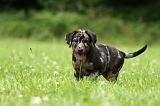 BEAUCERON - PUPPIES 304